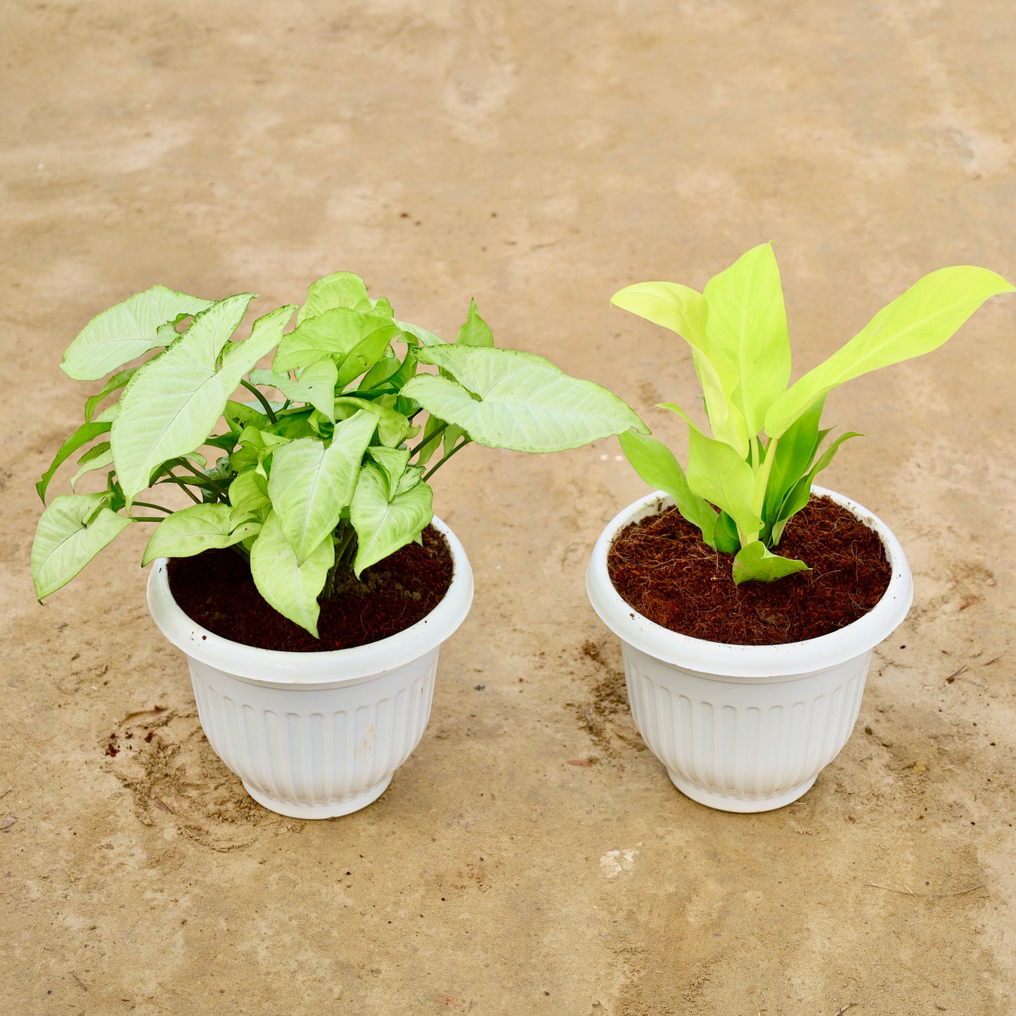 Set of 2 Syngonium white and Philodendron Golden Ceylon | 8 inch white olive plastic pot