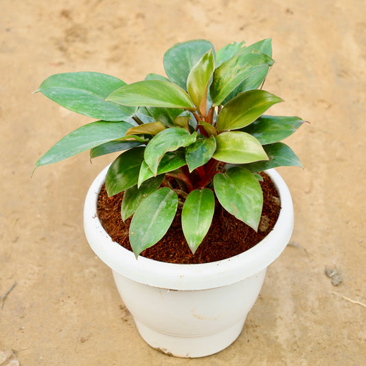 Philodendron Black | 8 inch white classy plastic pot