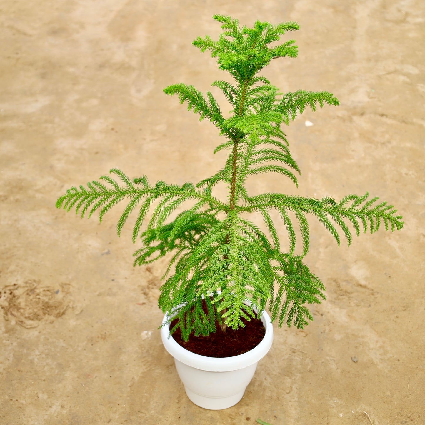 Araucaria christmas tree (~1.5-2 ft ) | 8 inch white classy pastic pot