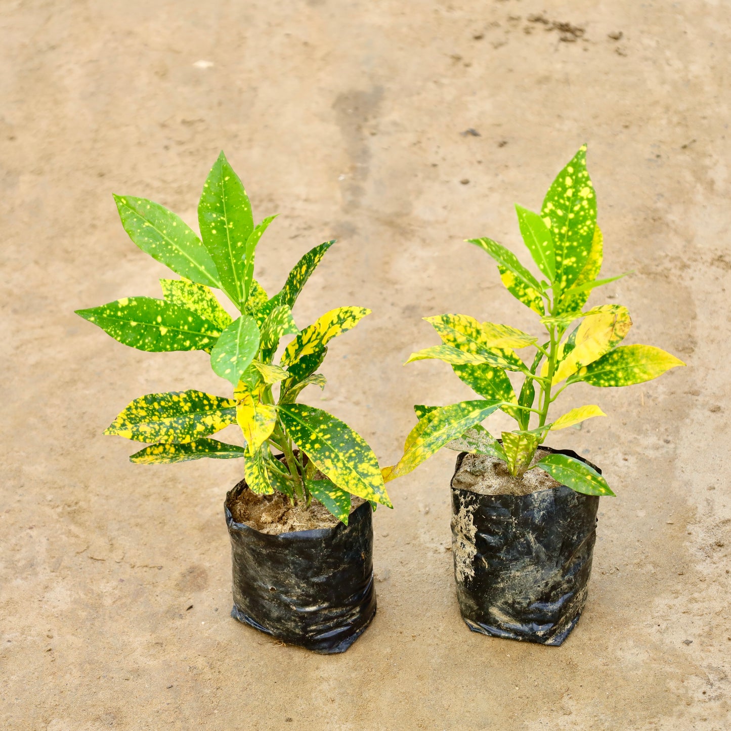 Set of 2 baby croton | 4 inch nursery bag