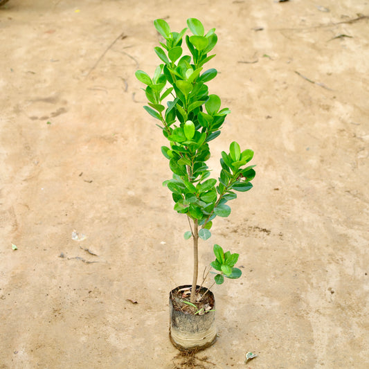 Ficus Moclaim Green | 5 inch nursery bag