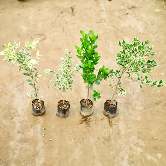 Set of 4 Ficus Triangular, Star light, Safari and Moclaim Green | 5 inch nursery bag