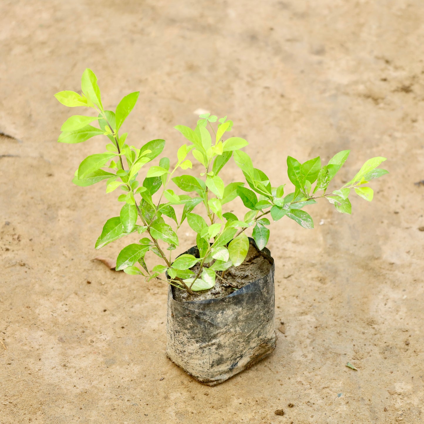 Golden Duranta hedge plant | 3 inch nursery bag