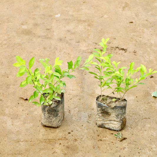 Set of 2 Golden Duranta Hedge Plant | 3 inch Nursery Bag