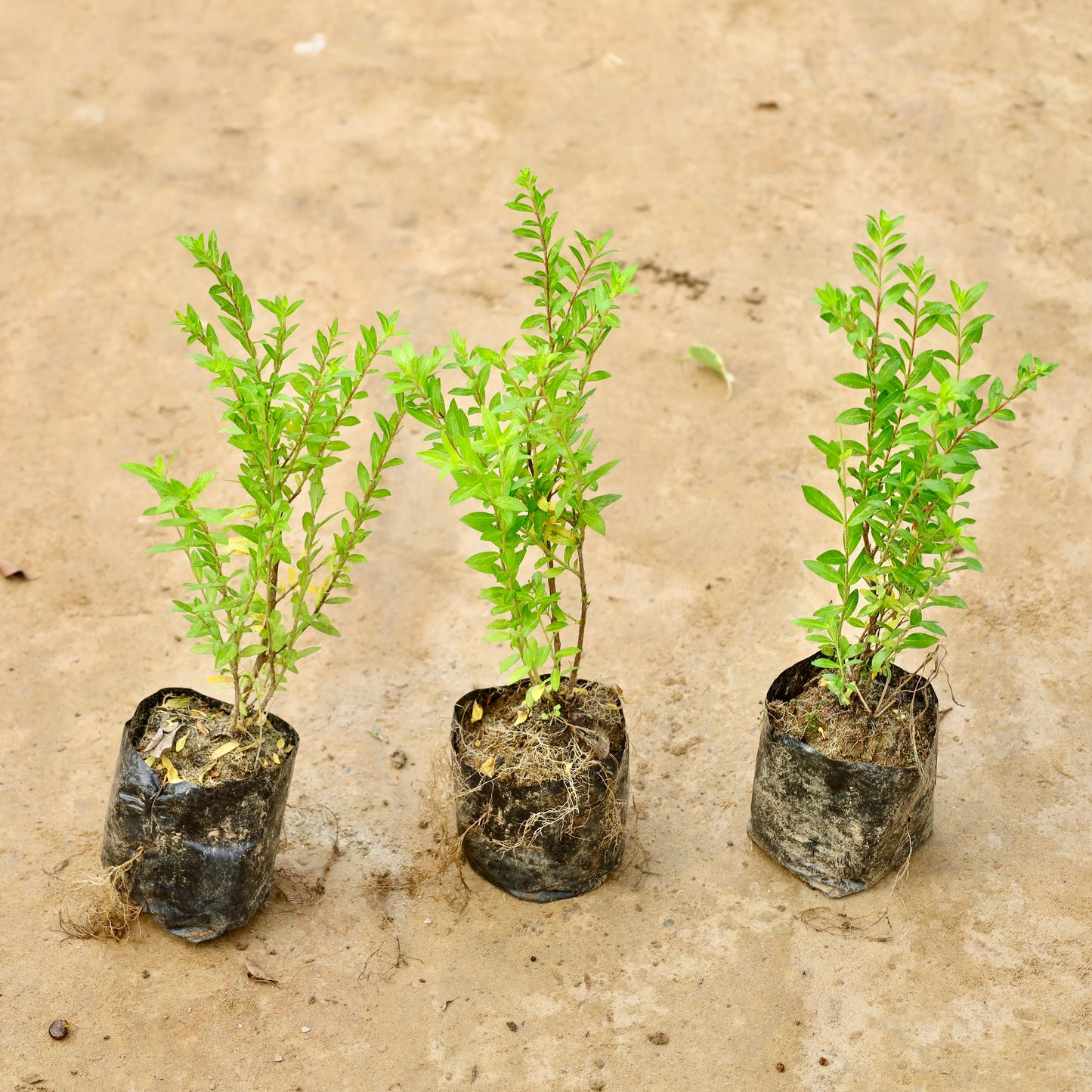 Set of 3 Cuphea False heather | 4 inch nursery bag