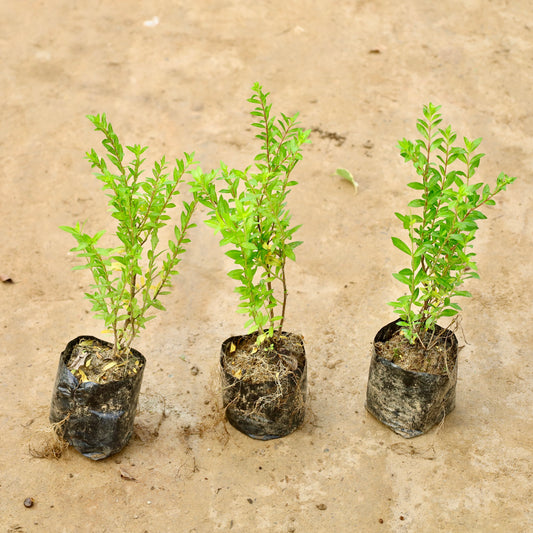 Set of 3 Cuphea False heather | 4 inch nursery bag