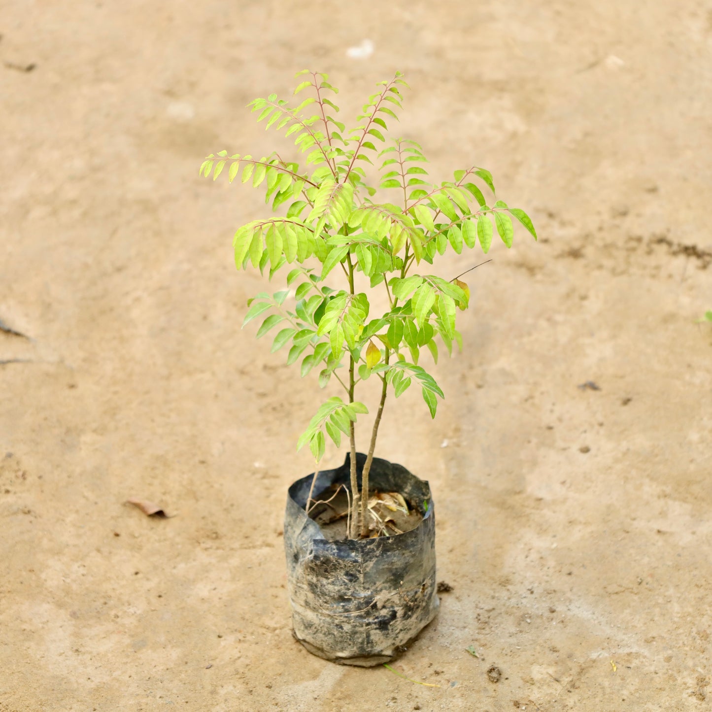 Curry Patta / Meetha Neem | 4 inch Nursery Bag