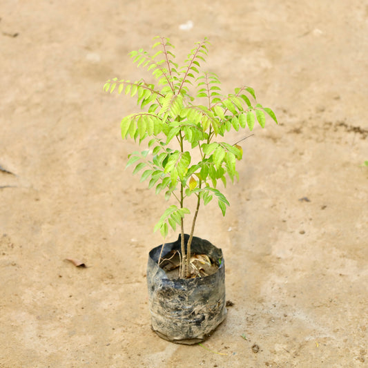 Curry Patta / Meetha Neem | 4 inch Nursery Bag