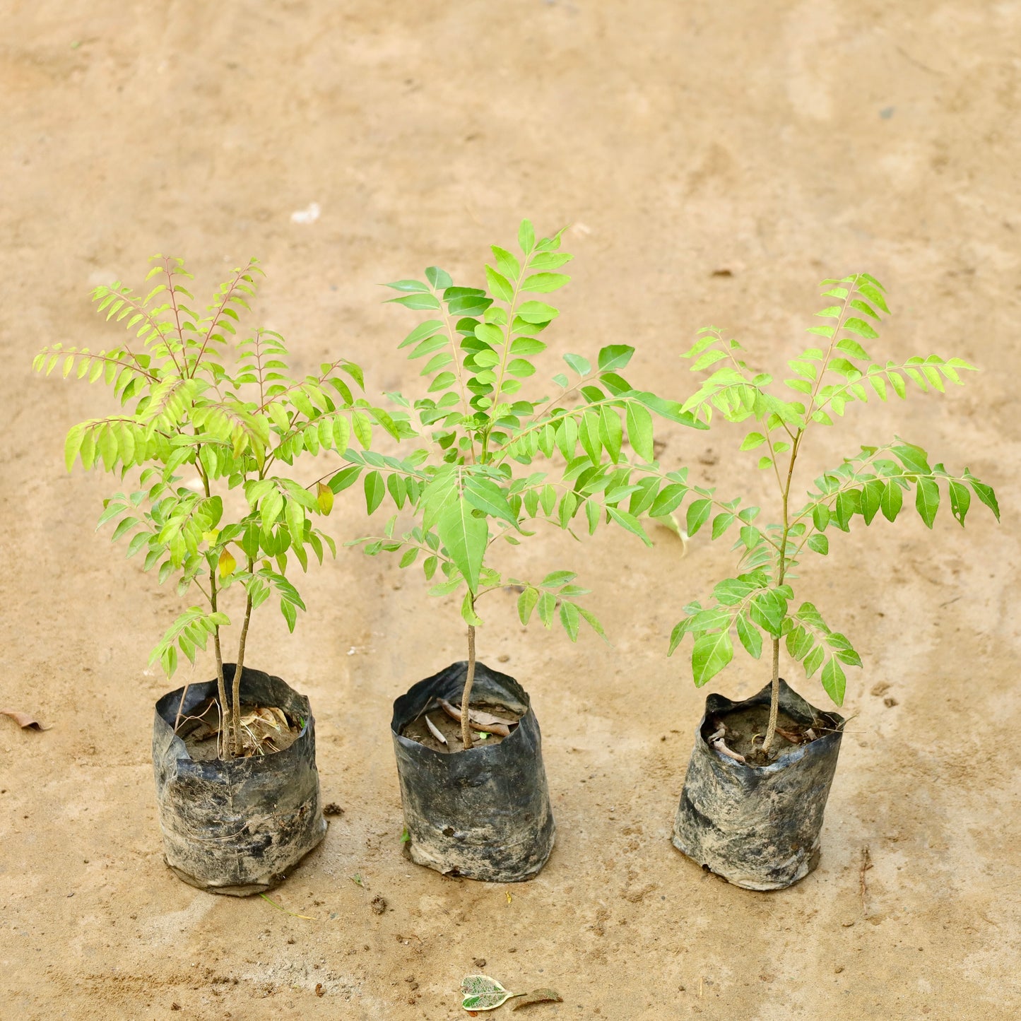 Set of 3 Curry Patta / Meetha Neem | 4 inch nursery bag