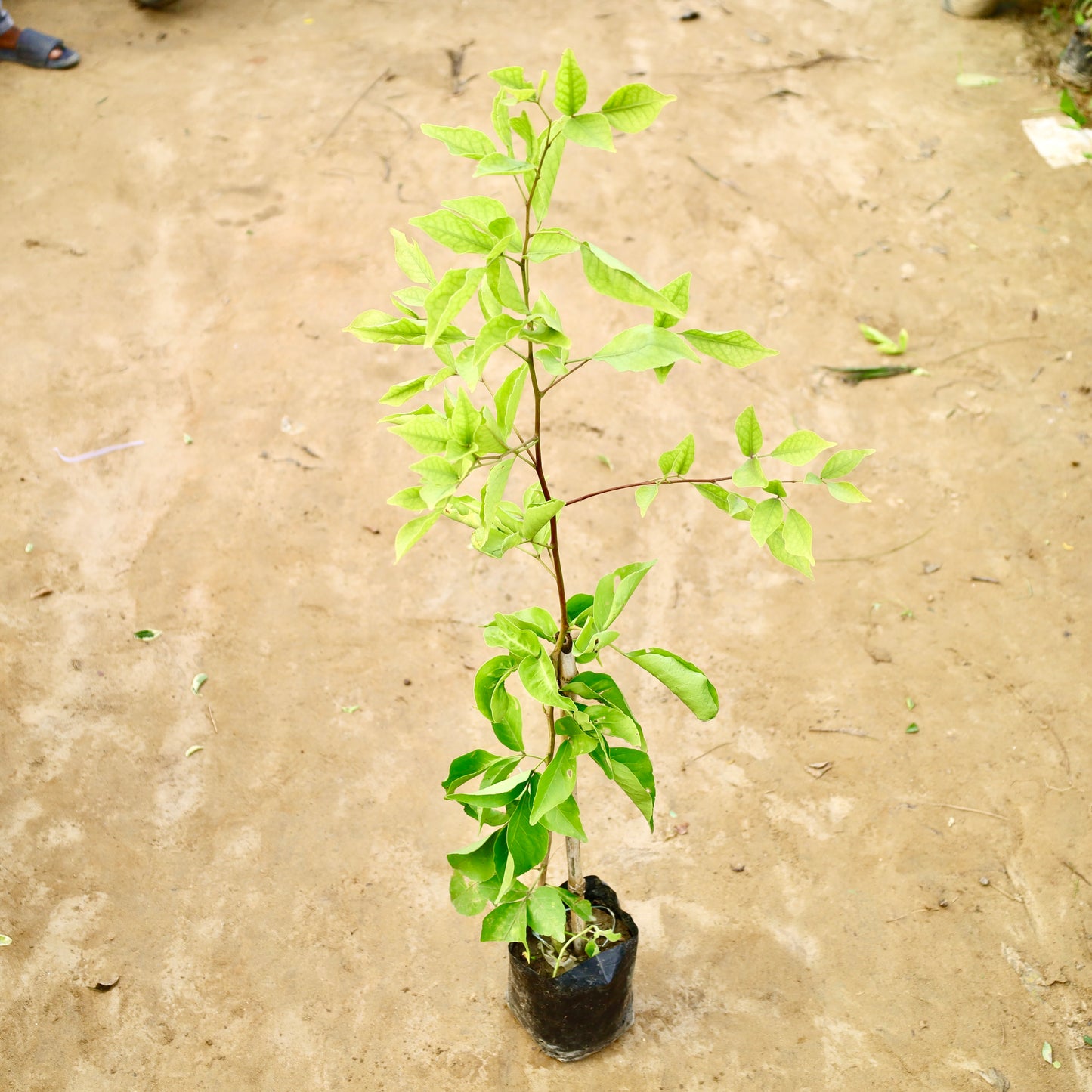 Grafted Bel Patra / Wood Apple leaves (~3-4 ft) | 8 inch Nursery Bag