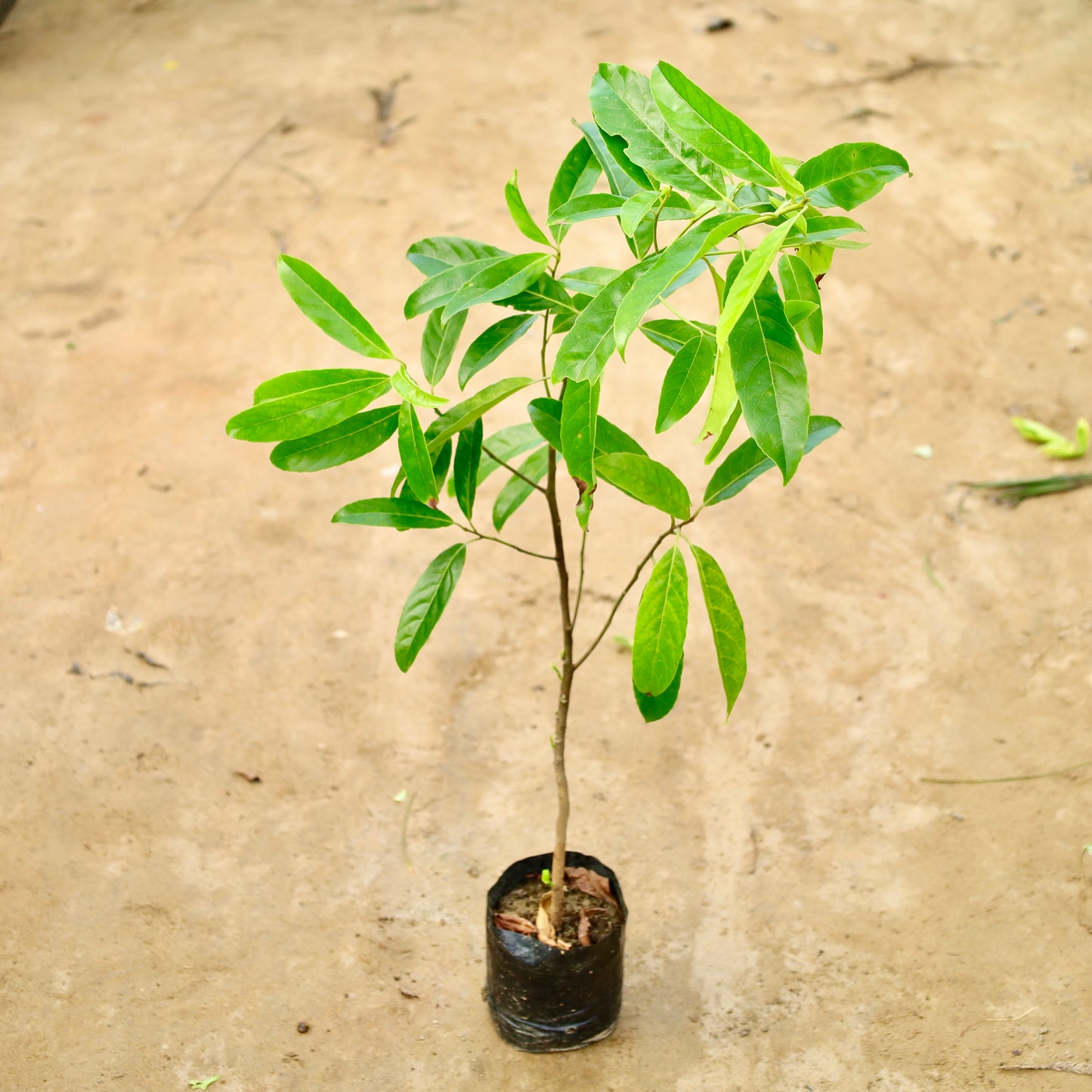 Holy Rudraksha Plant (~3-4 ft ) | 8 inch Nursery Bag