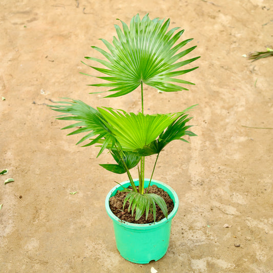China palm / Fan palm (~1.5-2 ft) | 9 inch colorful Nursery pot (any  colour)