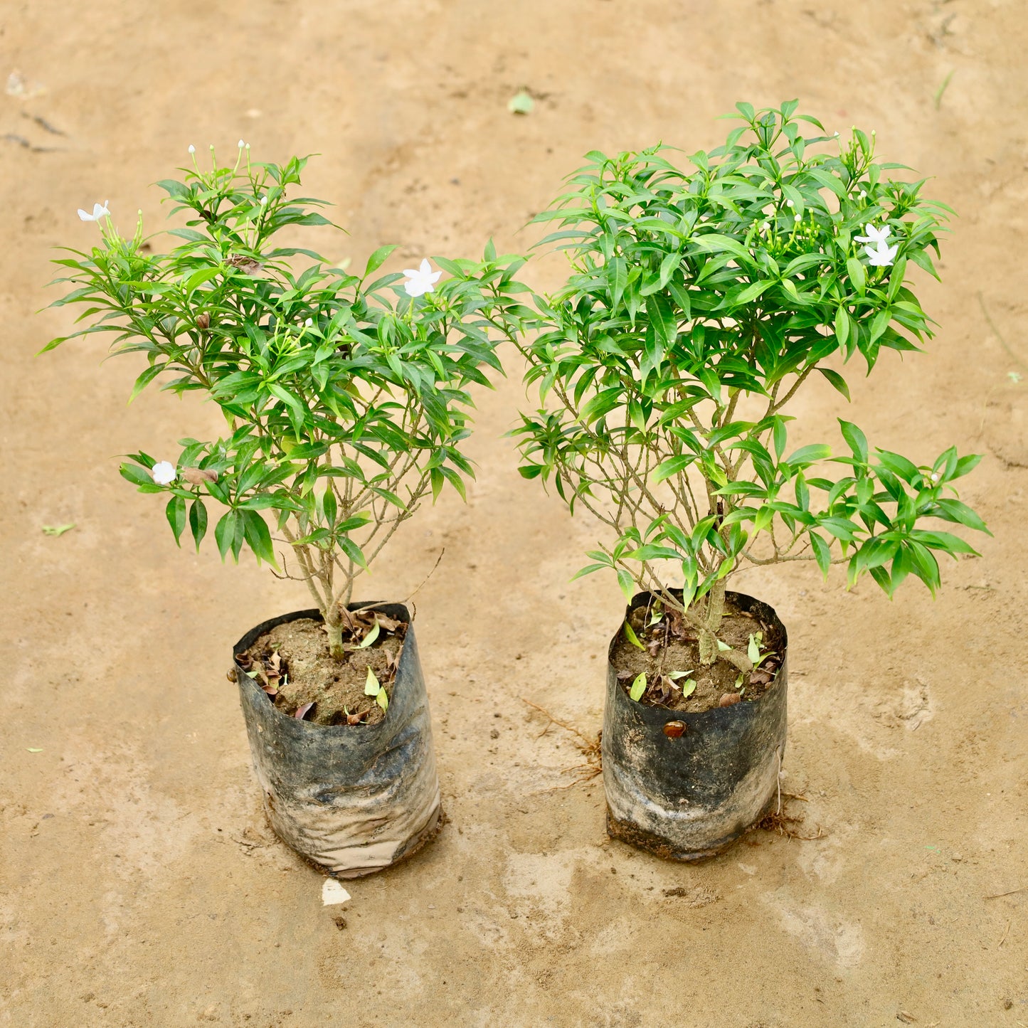 Set of 2 Mini chandni / dwarf chandni | 8 inch nursery bag