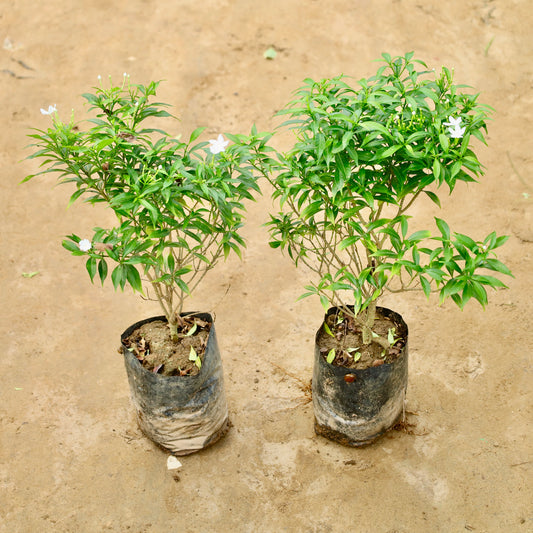 Set of 2 Mini chandni / dwarf chandni | 8 inch nursery bag