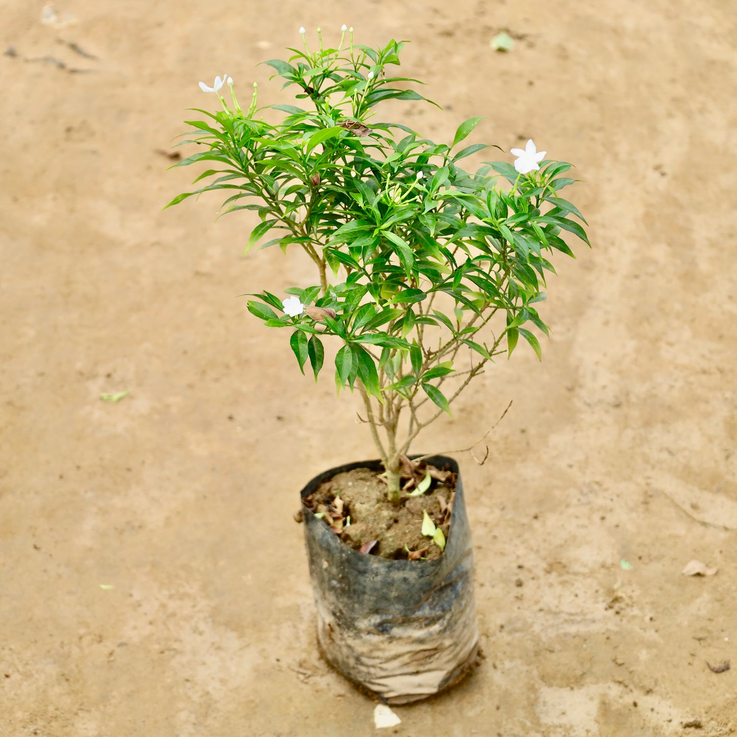 Mini Chandni / Dwarf Chandni | 8 inch Nursery Bag