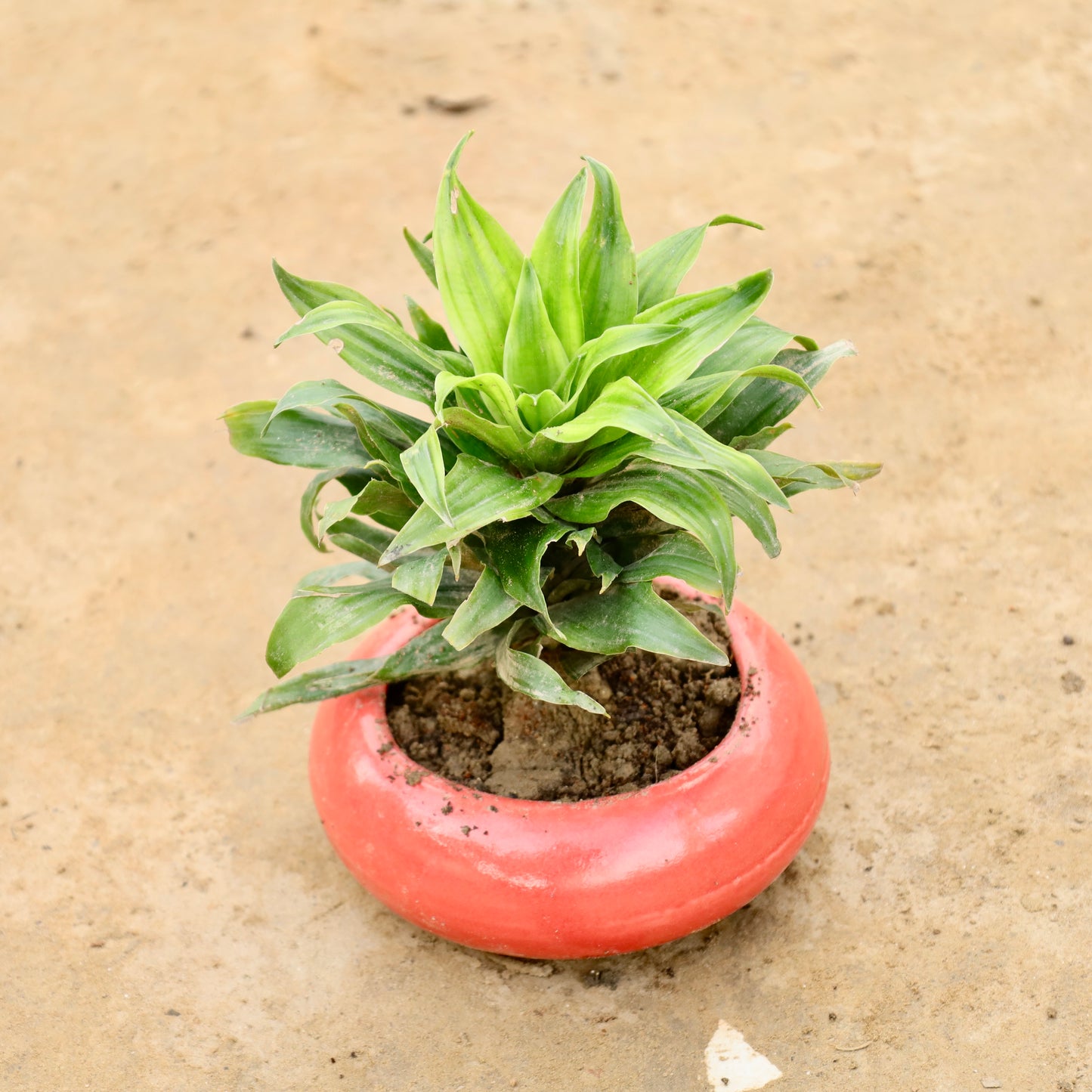 Dracaena compacta | 5 inch premium ceramic bowl (any colour)