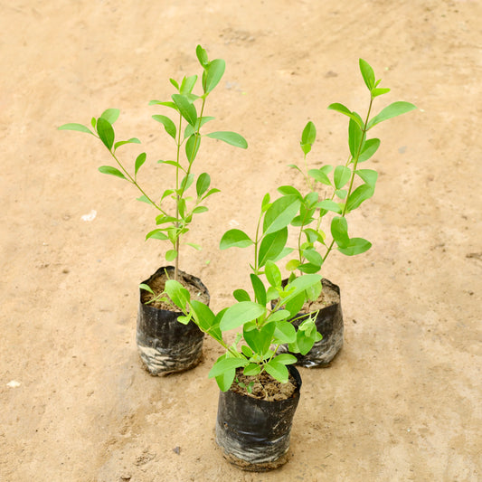 Set of 3 Enermy hedge plant | 4 inch nursery bag