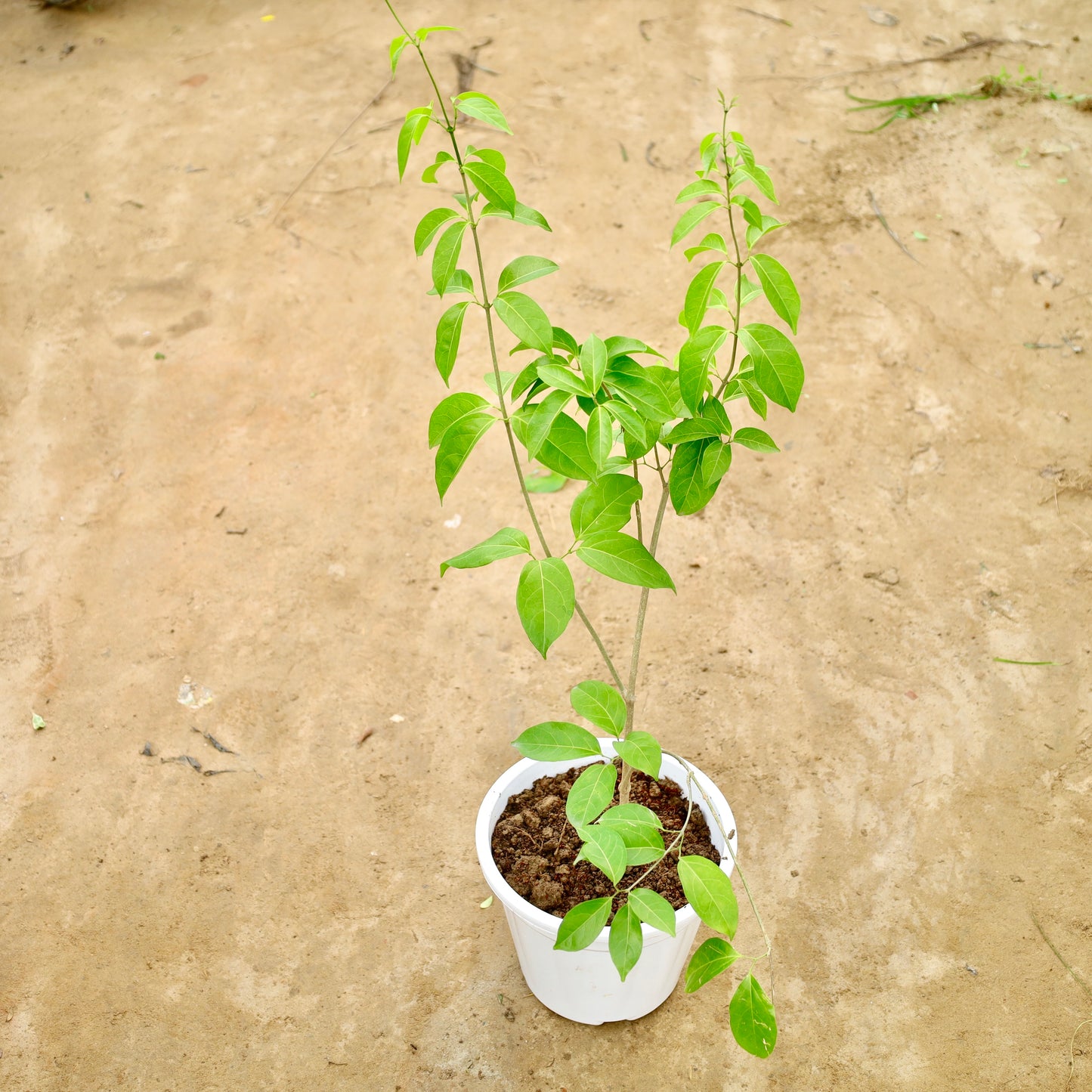 Lassan Bel (~2-3 ft ) | 10 in white Nursery pot