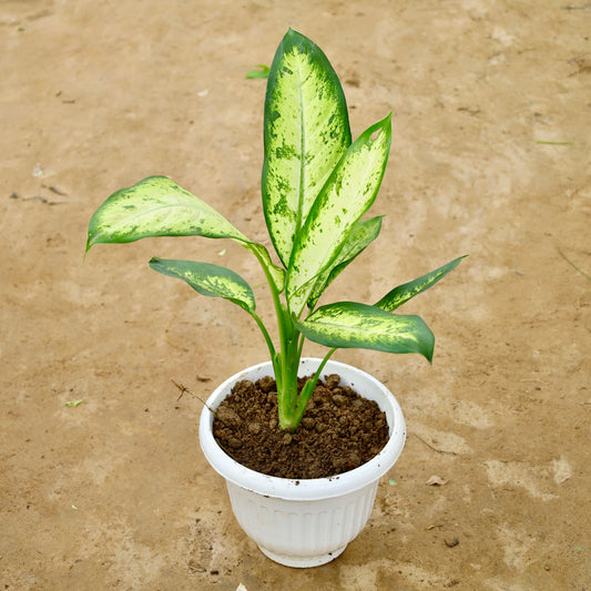Dieffenbachia marry in 8 inch white olive plastic pot
