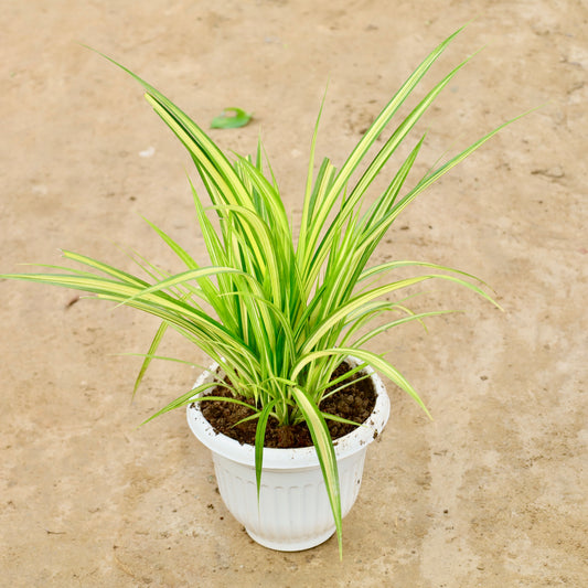 Pandanus / Golden Spider | 8 Inch White Olive Plastic Pot