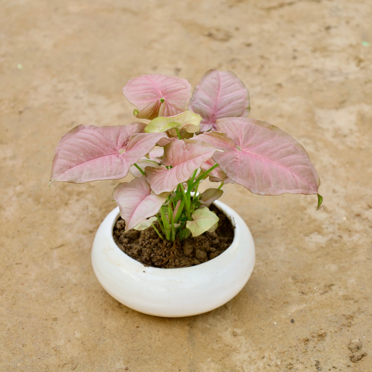 Syngonium Pink| 5 inch white Premium Ceramaic bowl (any colour)