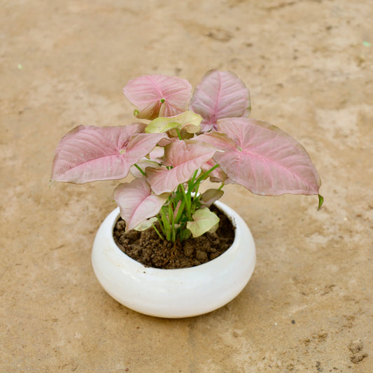 Syngonium Pink| 5 inch white Premium Ceramaic bowl (any colour)