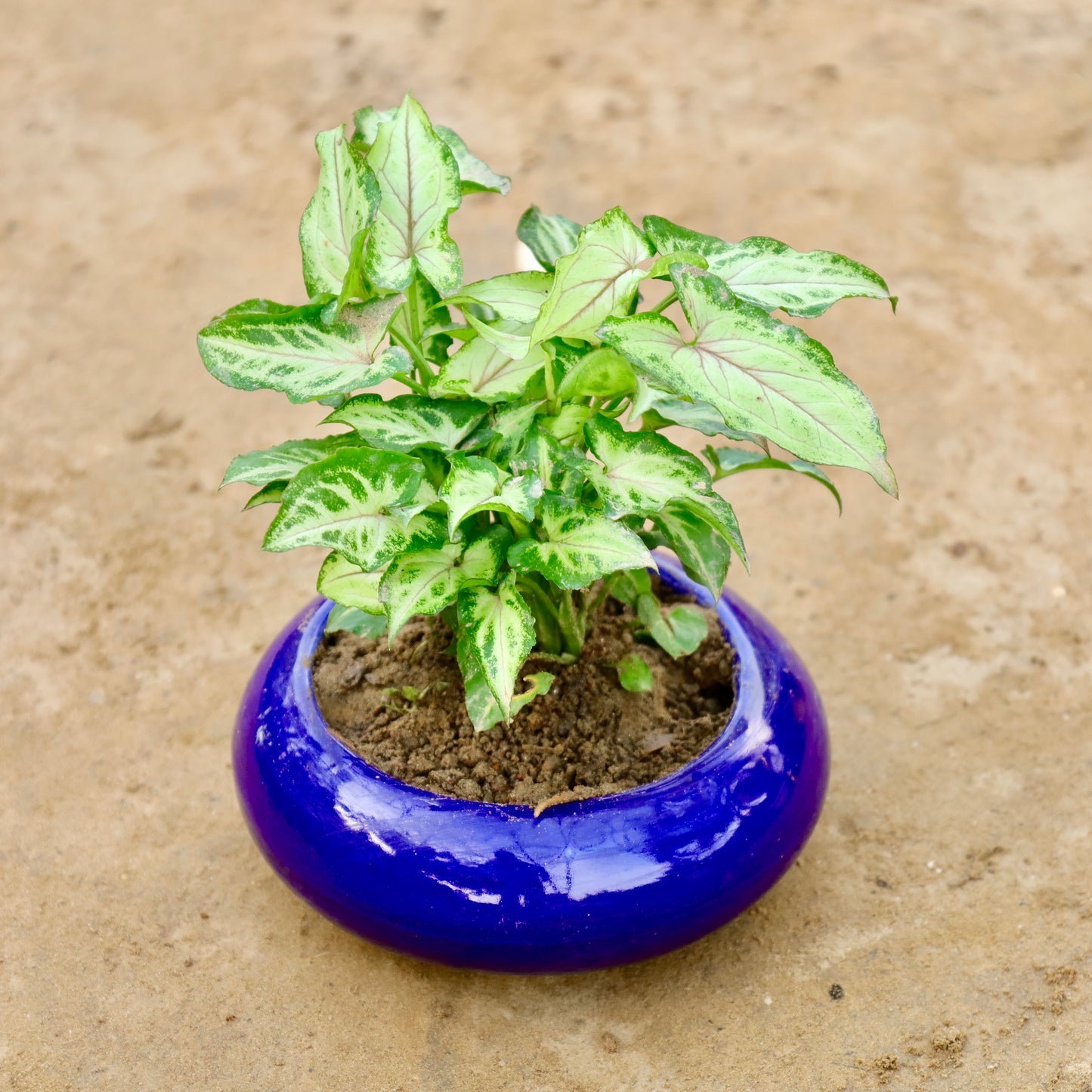 Syngonium Yammi | 5 inch Blue Premium Ceramaic bowl (any colour)
