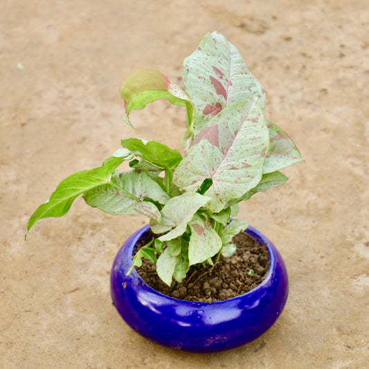 Syngonium Milky | 5 inch Blue Premium Ceramaic bowl (any colour)
