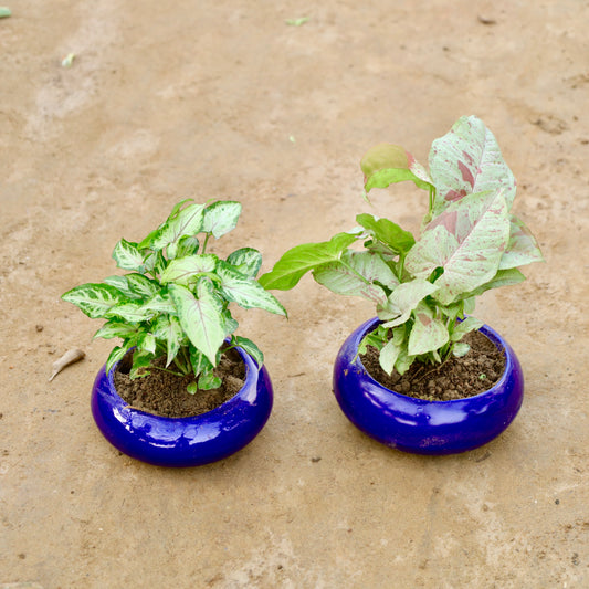 Set of 2 Syngonium Yammi and Milky | 5 inch Blue Premium Ceramaic bowl (any colour)