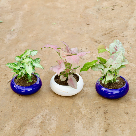 Set of 3 Syngonium Yammi, Pink and Milky in 5 inch Blue and White Premium Ceramaic bowl (any colour)