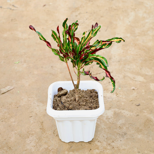 Croton curly boy / Screw Croton | 8 inch white heavy square plastic pot