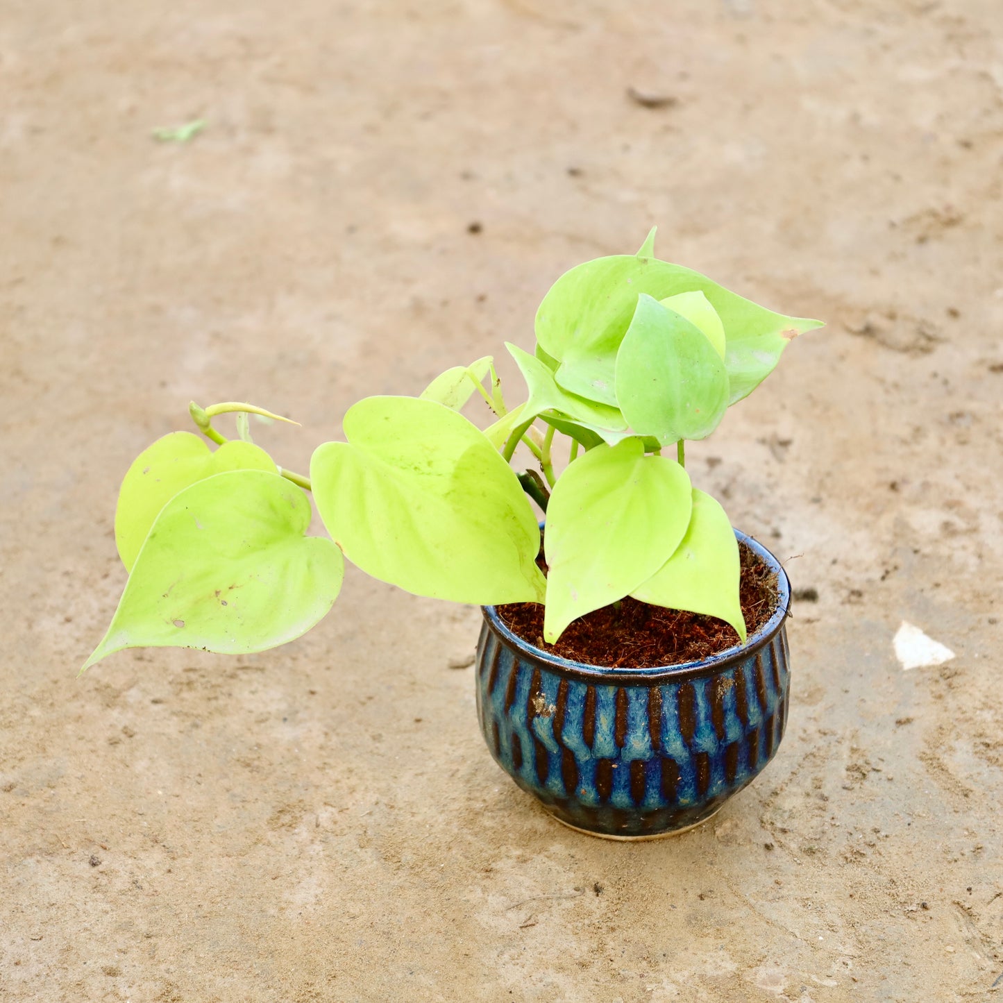 Oxycardium Golden | 4 inch Blue shaded textured ceramic pot