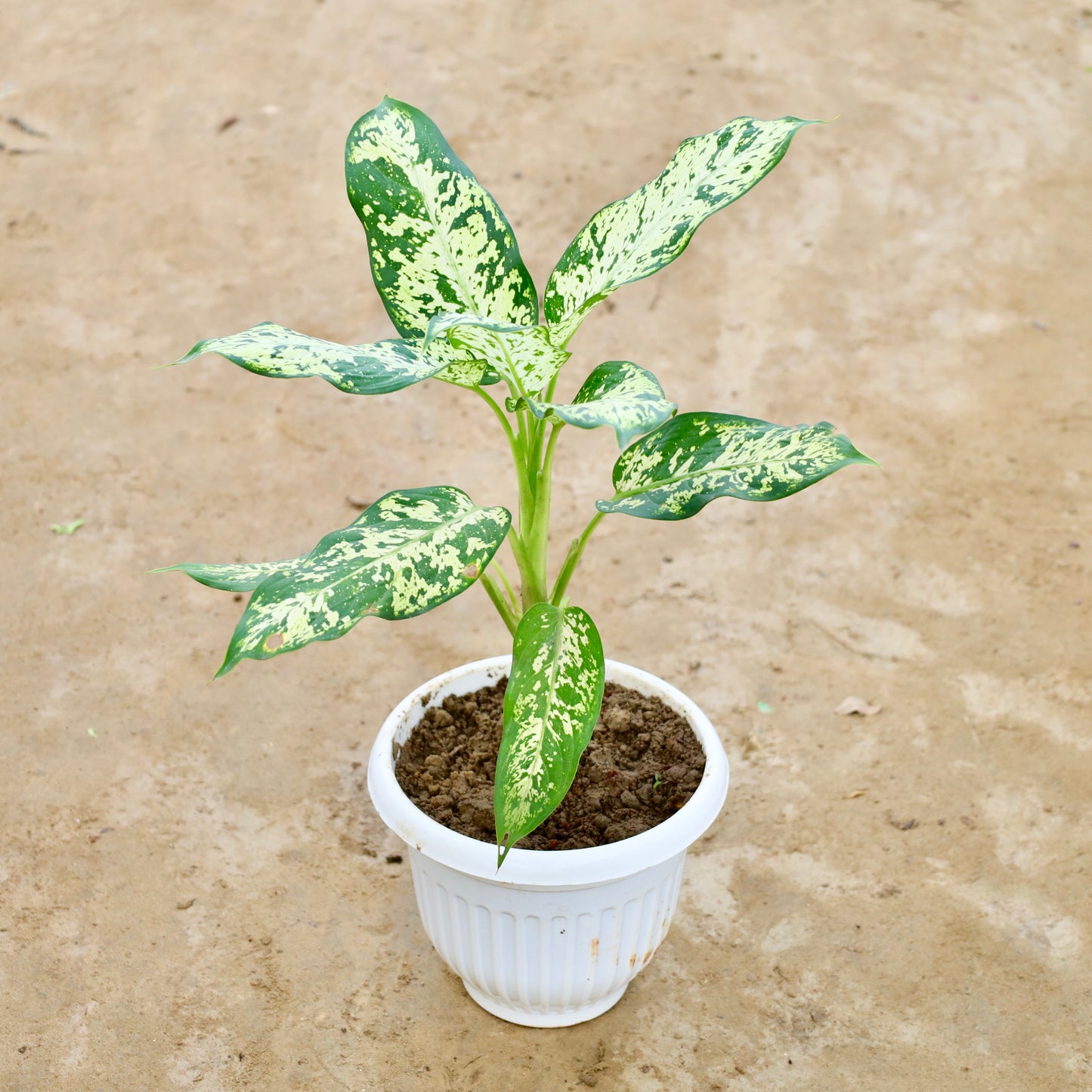 Aglaonema Silver Lady | 8 inch white olive plastic pot