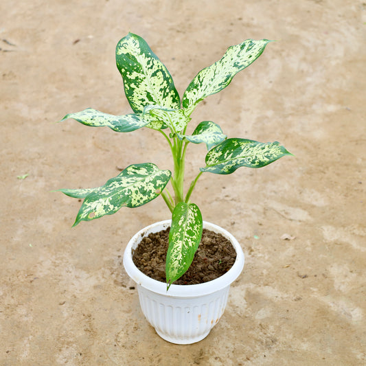 Aglaonema Silver Lady | 8 inch white olive plastic pot