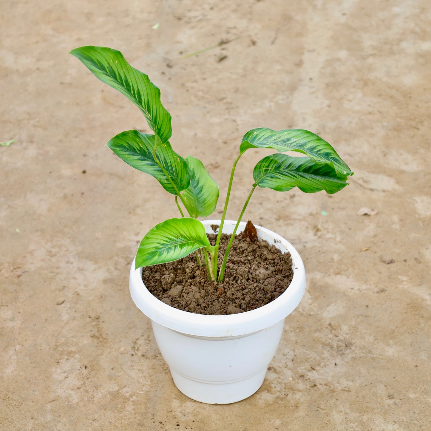 Calathea Majestica | 8 inch white classy plastic pot