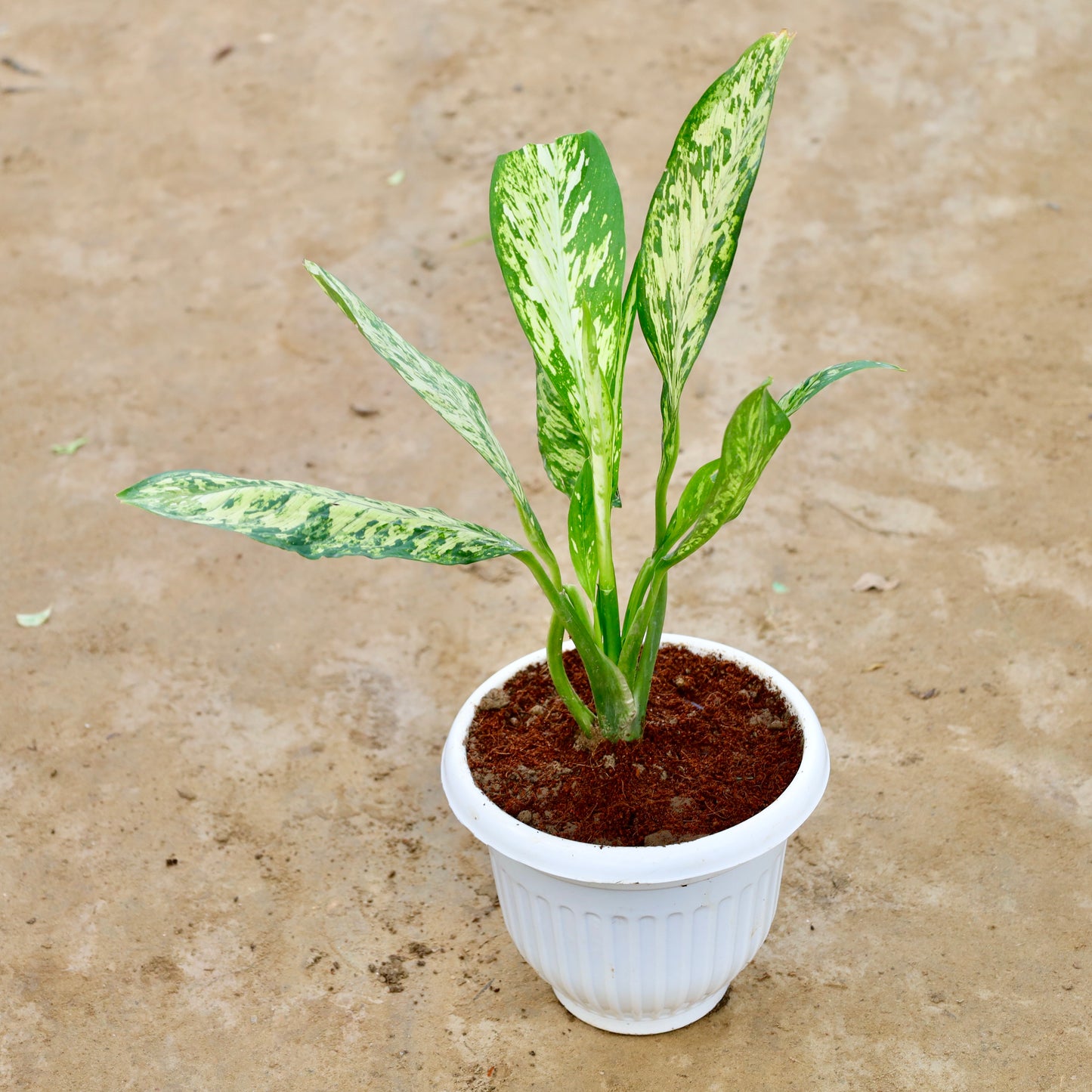 Dieffenbachia Vesuvius | 8 inch White Olive Plastic Pot