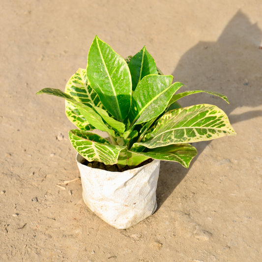 Croton Petra |  4 inch nursery bag