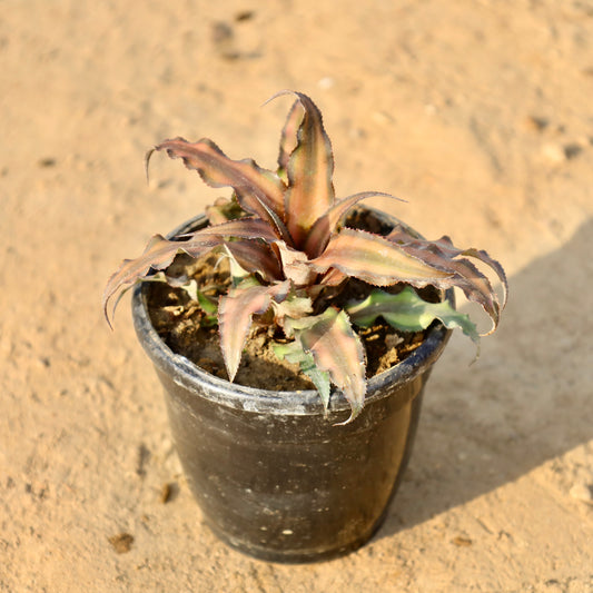 Buy Cryptanthus Dark Pink | 4 Inch Plant nusery pot โ Outdoor plant online at Limkrt India