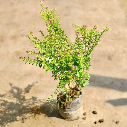 Cuphea (False Heather) | 4 inch polybag