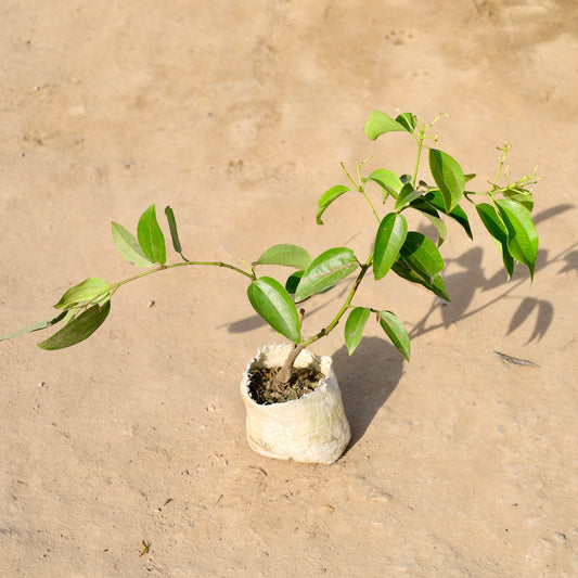 Buy Dalchini / Cinnamon | 4 Inch Plant Nursery Bag โ Outdoor plant online at Limkrt India