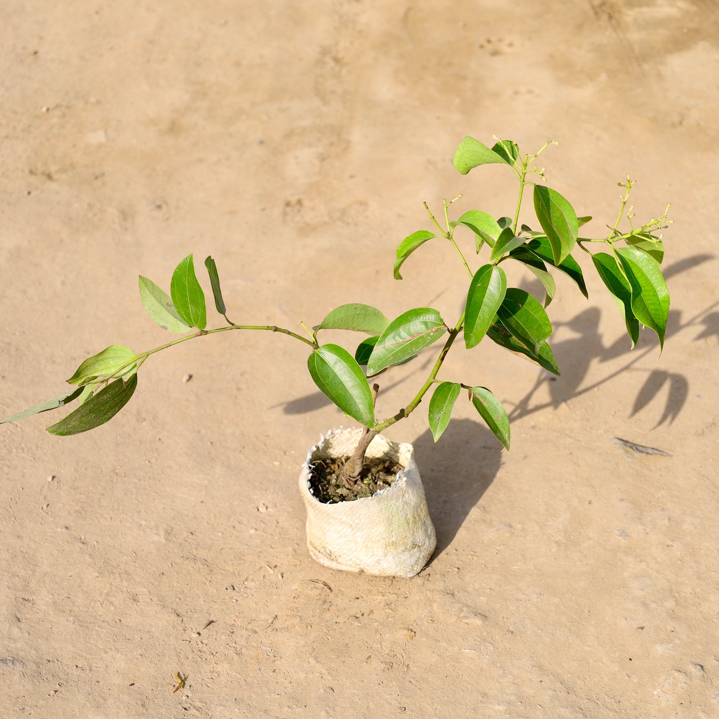 Dalchini / Cinnamon | 4 inch Nursery Bag