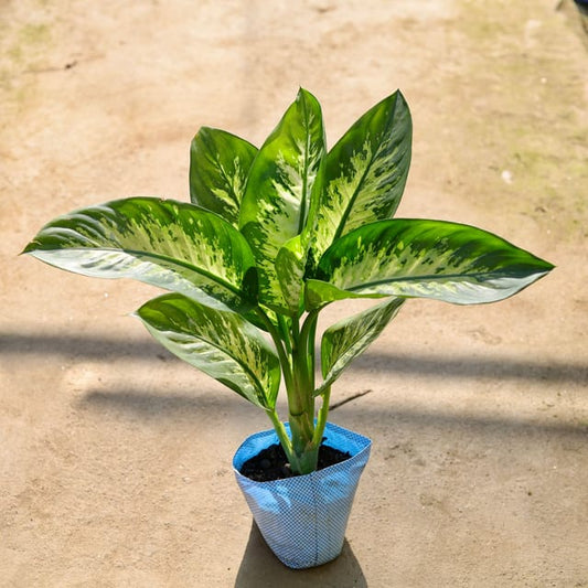 Dieffenbachia | 8 inch polybag