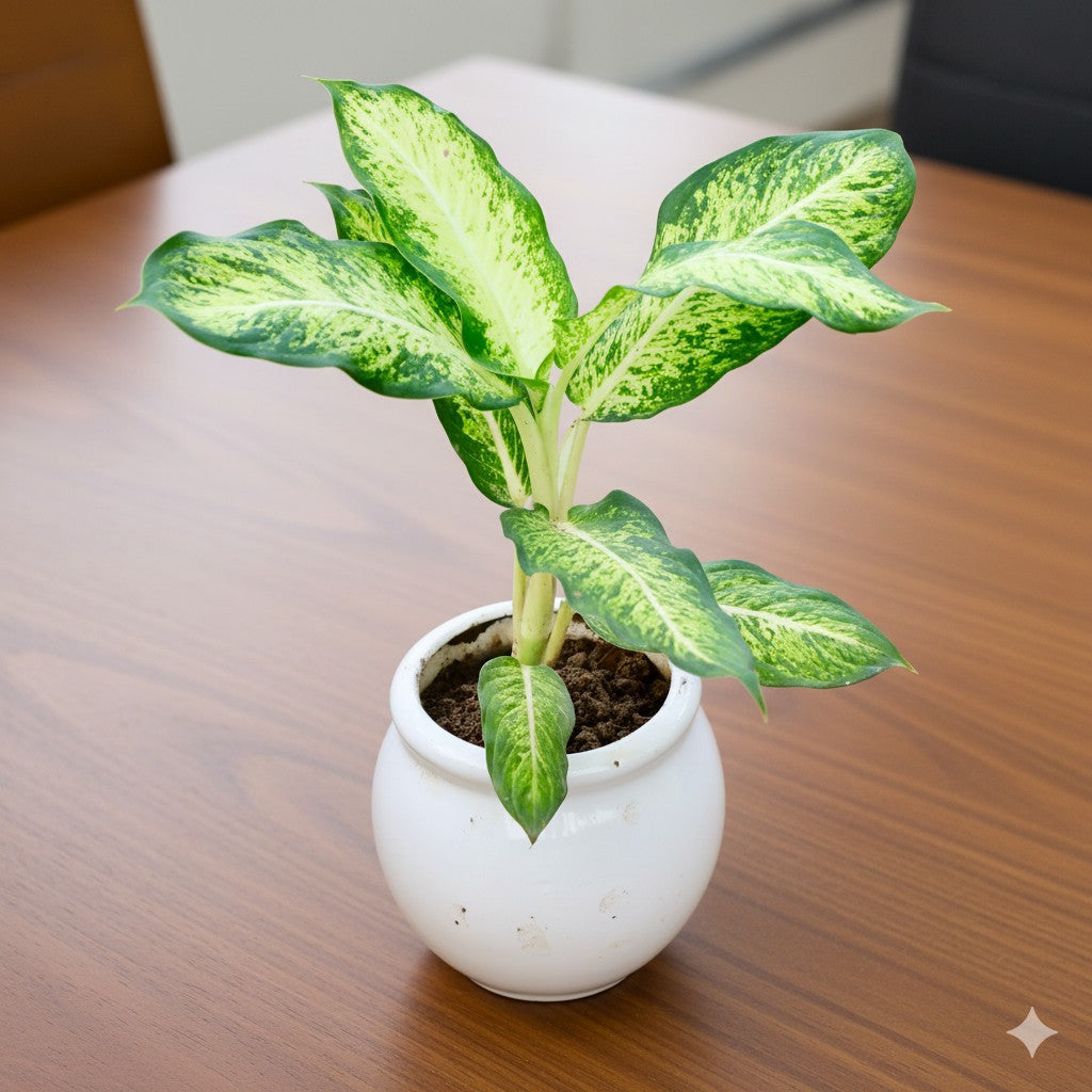 Tropical snow Sparkle | 6 inch matka ceramic pot