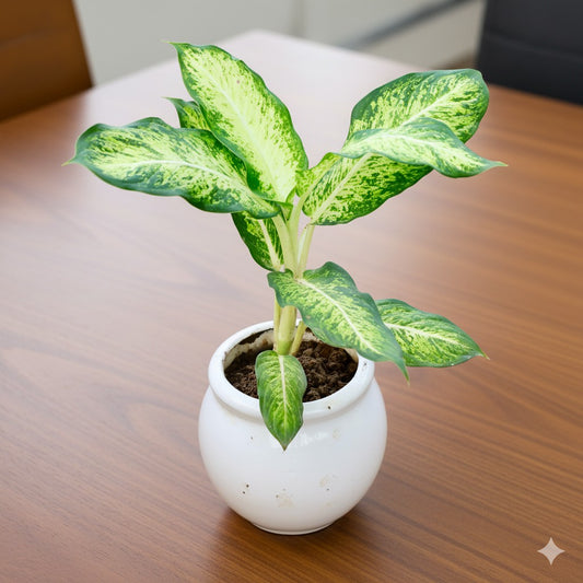 Tropical snow Sparkle | 6 inch matka ceramic pot