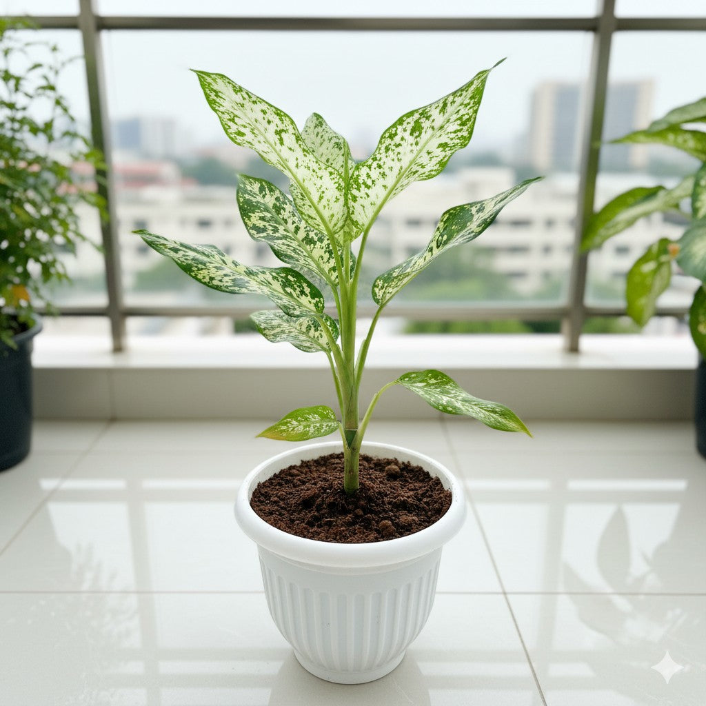 Aglaonema Silver Lady | 8 inch white olive plastic pot
