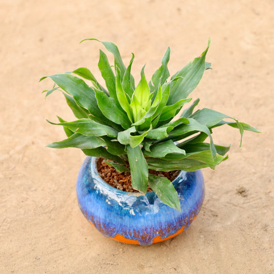 Buy Dracaena Compacta In 4 Inch Plant Premium Ceramic Bowl (Any Colour & Design) โ Outdoor plant online at Limkrt India