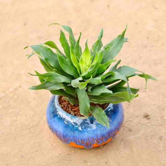 Dracaena Compacta In 4 Inch Premium Ceramic Bowl (Any Colour & Design)
