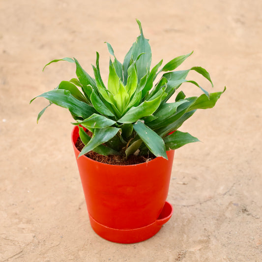 Buy Dracaena Compacta | 4 Inch Plant red Florence self watering pot โ Outdoor plant online at Limkrt India