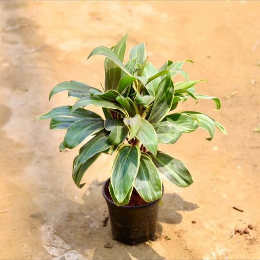 Dracaena Cordyline | 8 inch Nursery pot