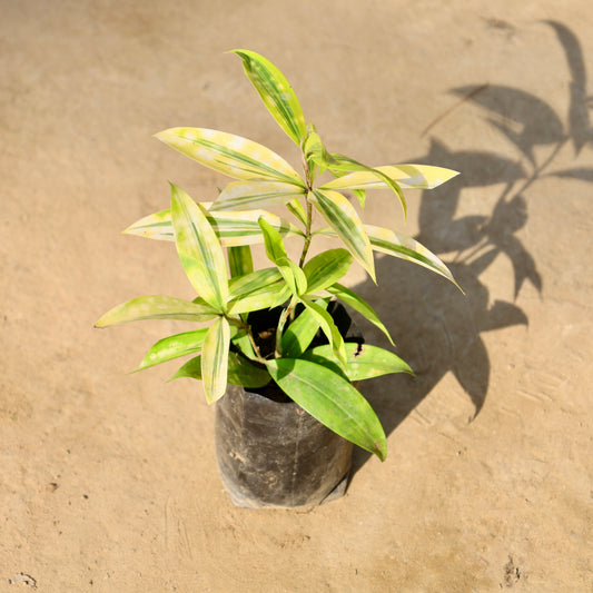 Buy Dracaena Golden Milkly | 4 Inch Plant Nursery Bag โ Outdoor plant online at Limkrt India